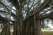 Big banyan tree